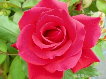 河本纯子天使系列月季，颜值担当温柔灵动