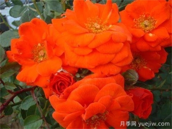 艳阳天月季/明亮的一天