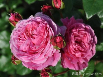 日本河本纯子培育有哪些月季品种？