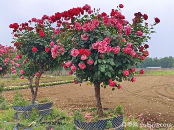 冬季容器苗圃提升成活率的管理措施