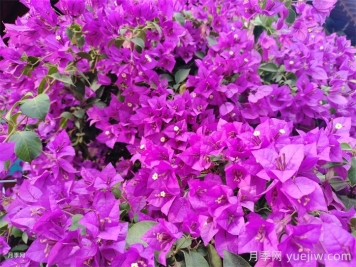 三角梅的养护办法