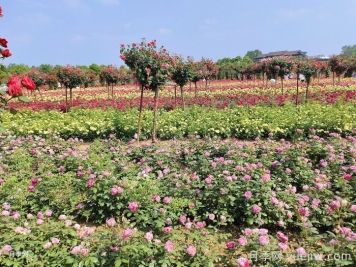 园林绿化工程紧急情况处理流程