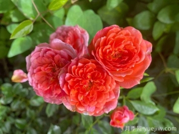 佩内洛普夫人月季