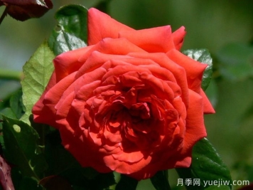 美茵塔月季Maintower