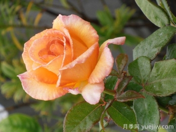 尼尔森女孩月季/纳尔逊女孩