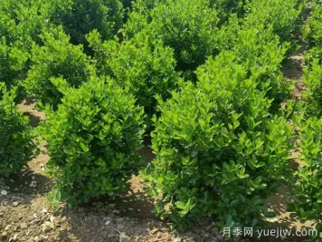 四种常绿篱在园林景观营造中的应用和配置