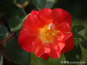 橘色探戈月季/探戈橘