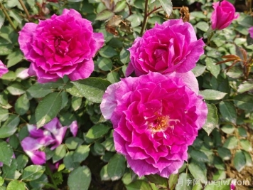 月季作文：四季的守望与深情