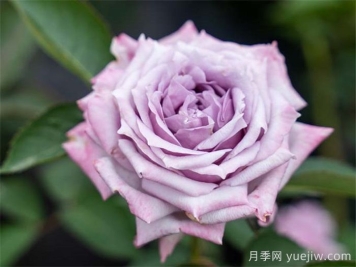 肯尼亚玫瑰的故事