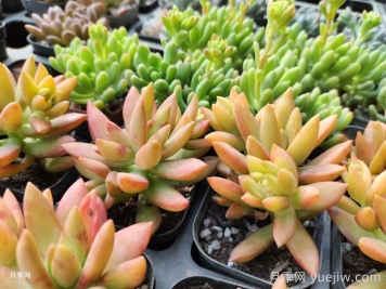 如何才能养好多肉植物？