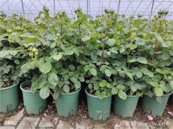 冬天月季的花苞要剪掉吗？