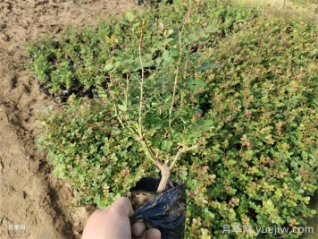 春季种植月季苗注意事项