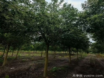 园林常绿乔木：大叶女贞