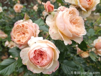 月季推荐，真宙月季