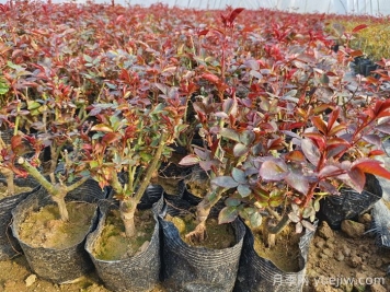 2月份苗木管理必须做好哪些工作？