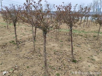 2月份园林养护技术要点