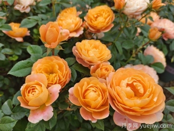 适合新手的6种开花机器花卉