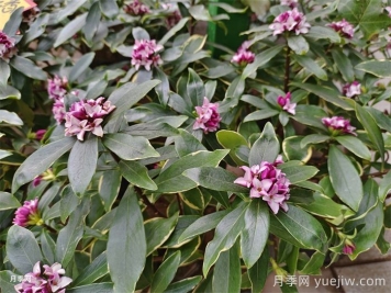 推荐17种浓香型花卉品种