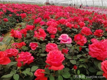 花木生产周期的变化与长周期花木管理要点