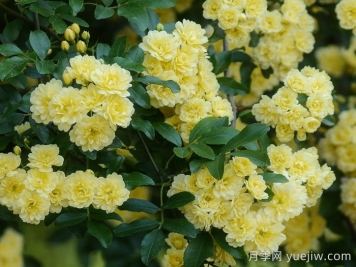 爬藤推荐，黄木香