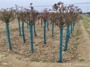 二月园林绿化养护技术要点