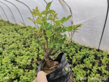 2025年1-2月园林绿化养护技术月历