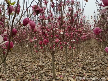 玉兰树移栽的最佳时间，适应性强，成活率高