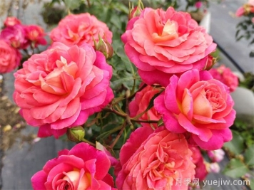 冬季常见的市政花卉品种及管护要点