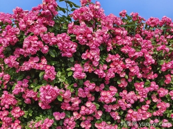 用2米高的藤本月季打造月季花墙