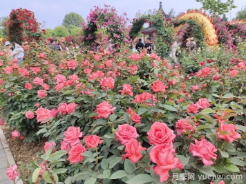 简议花境设计与应用