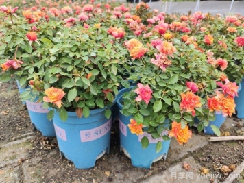 盆栽月季修剪，枝叶的修剪和根系的修剪