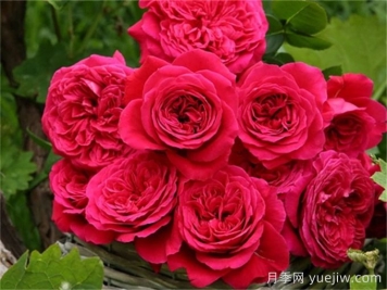 皇家胭脂月季，花朵硕大香味迷人的欧月