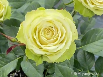 月季推荐，薄荷茶月季
