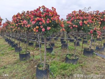 高桩月季/高分支树状月季