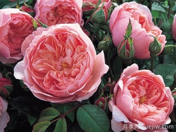 安尼克城堡月季，一个经典的奥斯汀欧月品种