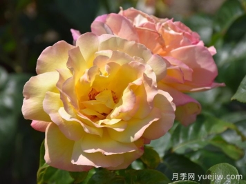 花比脸大月季系列，十个超大花的月季品种