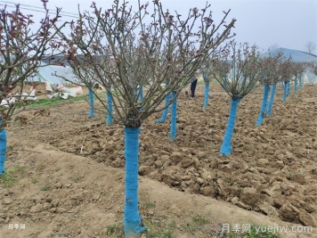 花园养花，秋冬过渡，越冬清理，春季准备