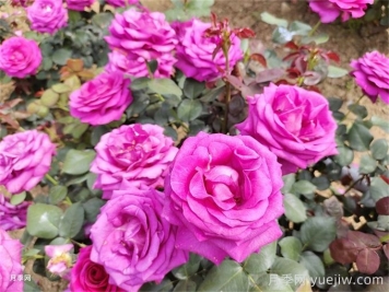 秋季月季养护问题总结，关于病害施肥修剪扦插