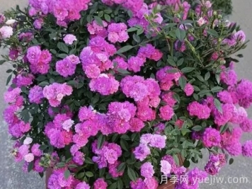 月季推荐，紫红微月月季