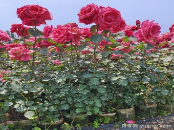 花木种植户如何转型做家庭园艺？