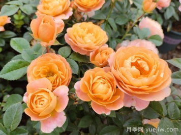 10种经典月季花品种，开成花海很惊艳