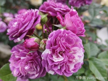 50种绿植花卉大全，值得收藏