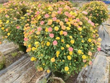 球类在植物组团中的作用