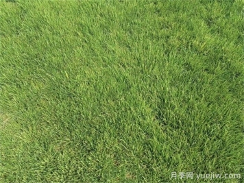开春以后草坪如何快速返青？