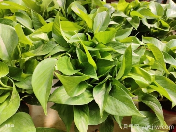 水培植物有哪些？