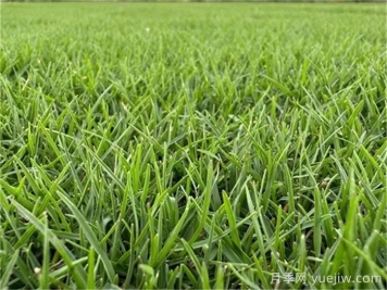 铺草皮和撒草籽，哪种更适合做草坪？