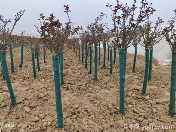 春季种独杆月季，为什么宜早不宜迟？