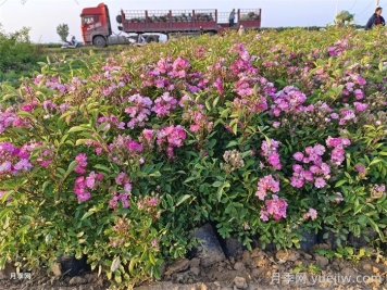 花境中层花草品种