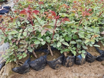 早春养月季苗，生长开花该如何做？