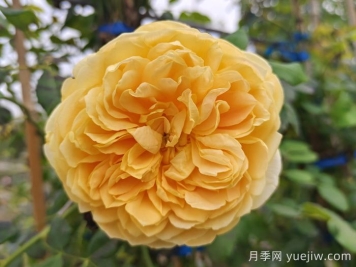 15个常见月季花特点知识分享